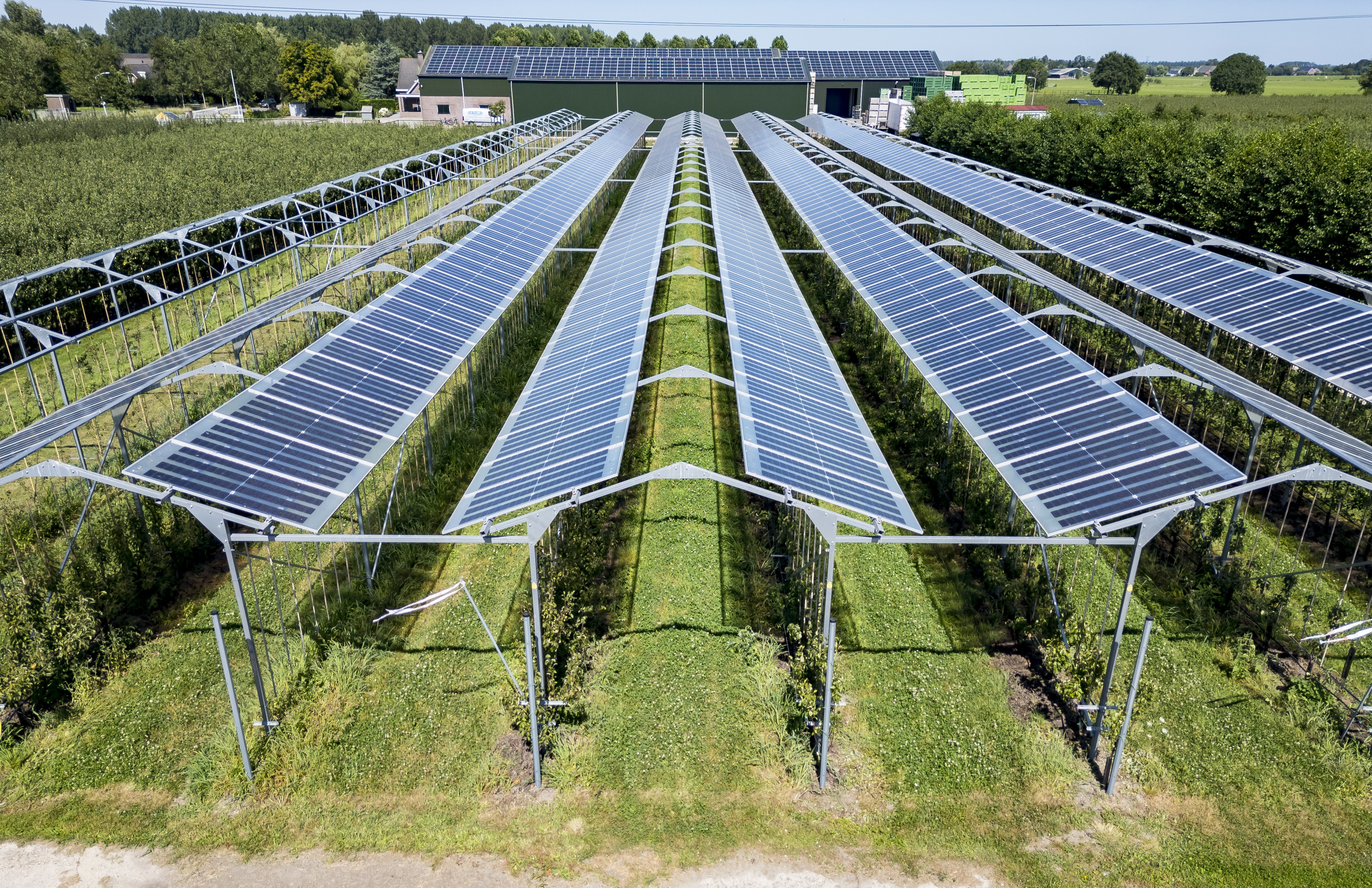 Zonnepanelen boven een perengaard bij fruitteler Van Os. Foto: ANP/Hollandse Hoogte/Richard van Hoek 